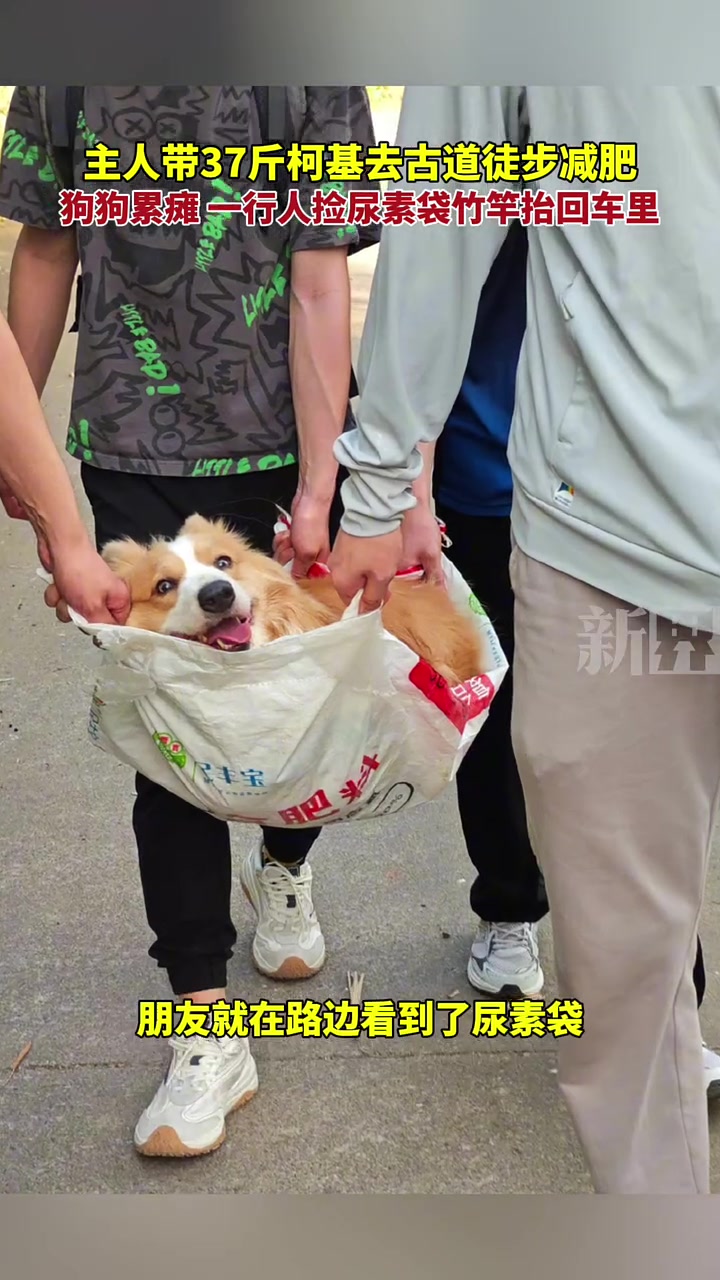 狗子：现在知道我什么身份了吗！八抬大轿给我抬回去的！