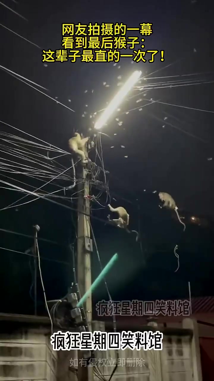 报告！猴哥也立了！