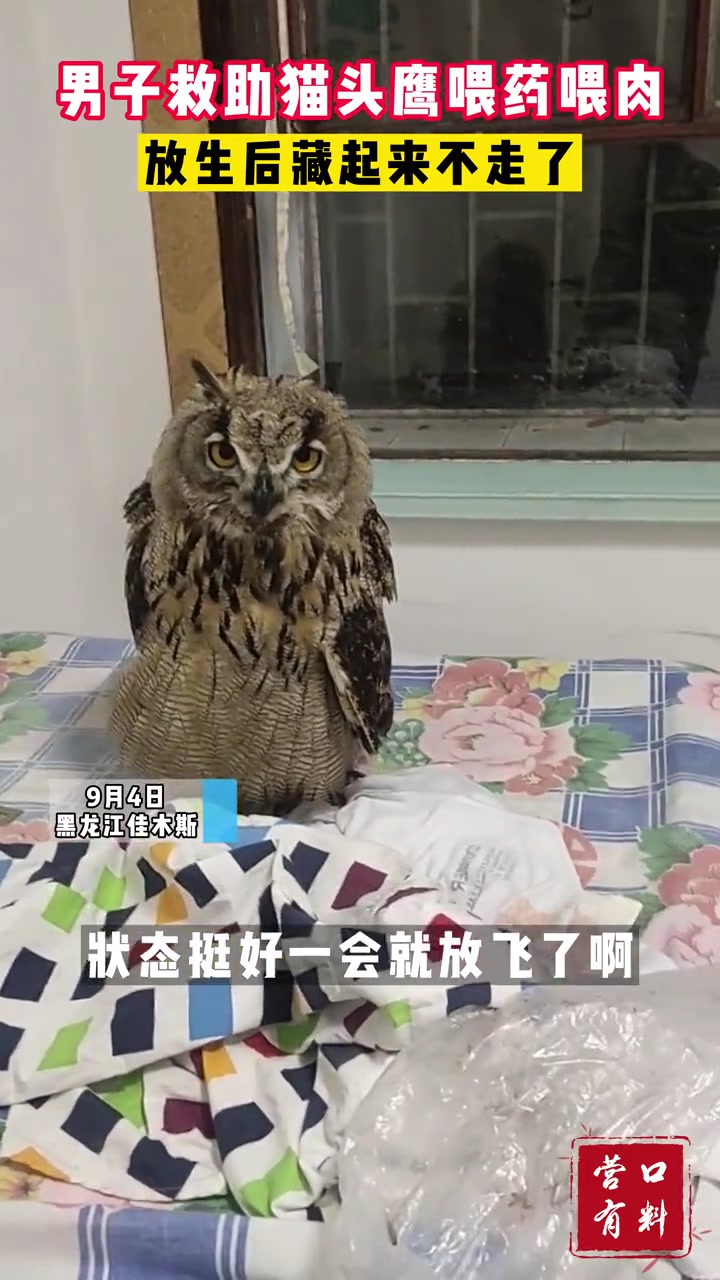 猫头鹰：长这么大还不知道有这么好的日子，谁走啊