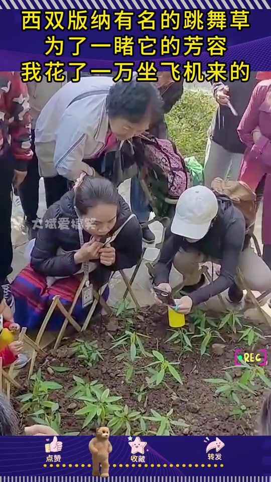 有一说一这真的不是风吹的吗网红效应好恐怖！