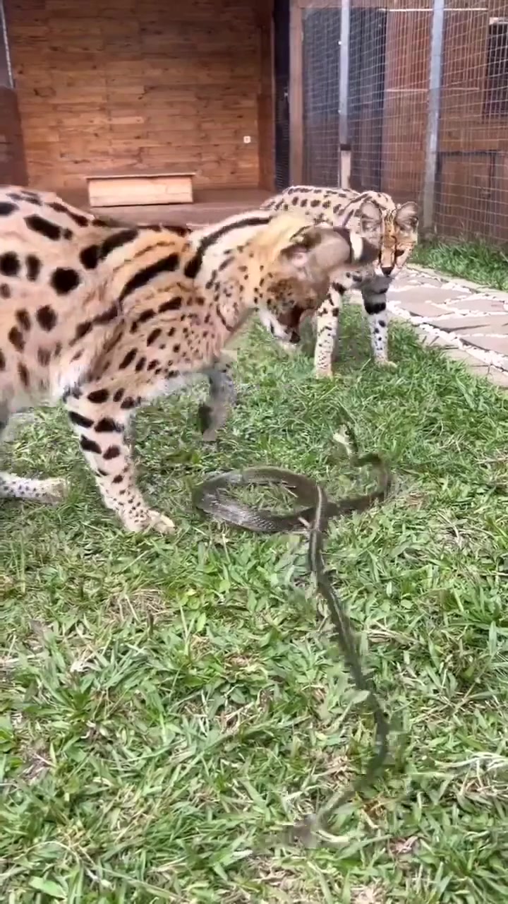 豹猫一巴掌拍晕！感觉除了人怕蛇，其他动物都不怕蛇！