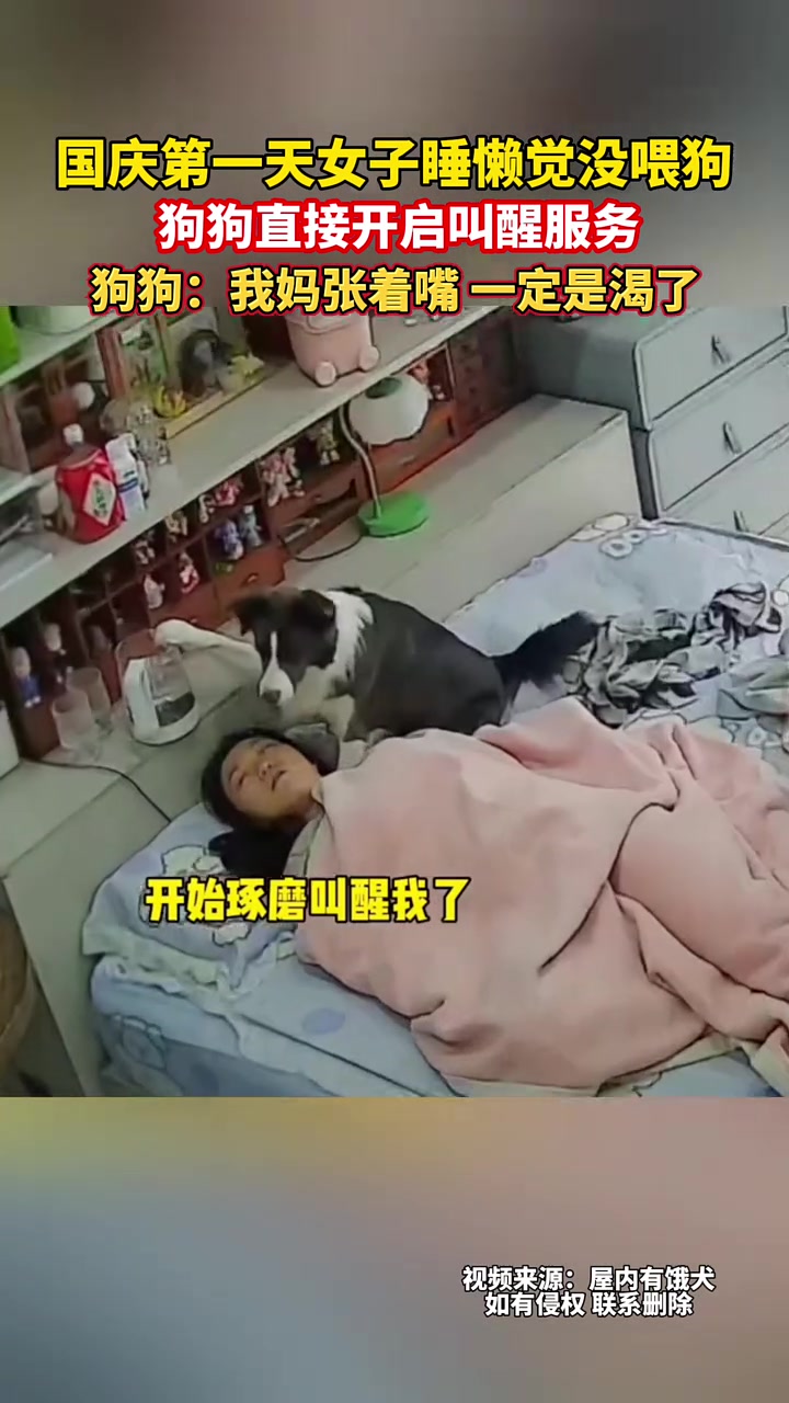 边牧要是某一天鲨人我都不觉得奇怪！