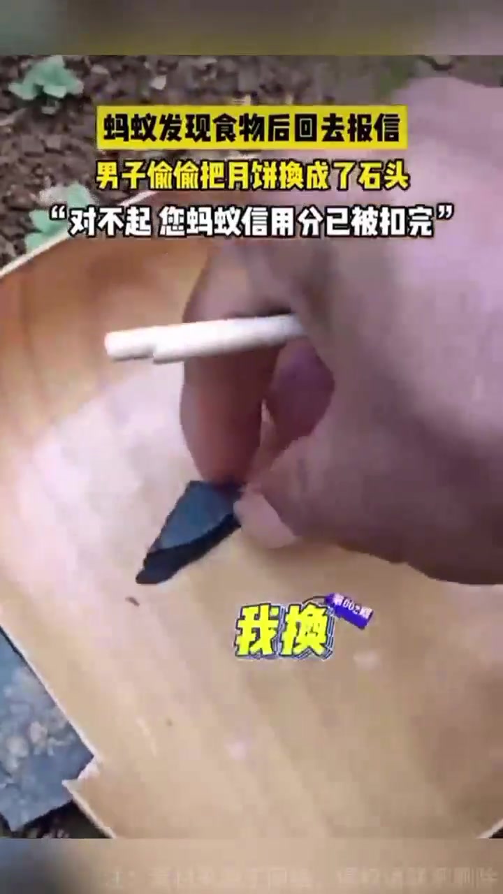 蚂蚁发现食物后回去报信男子偷偷把月饼换成了石头