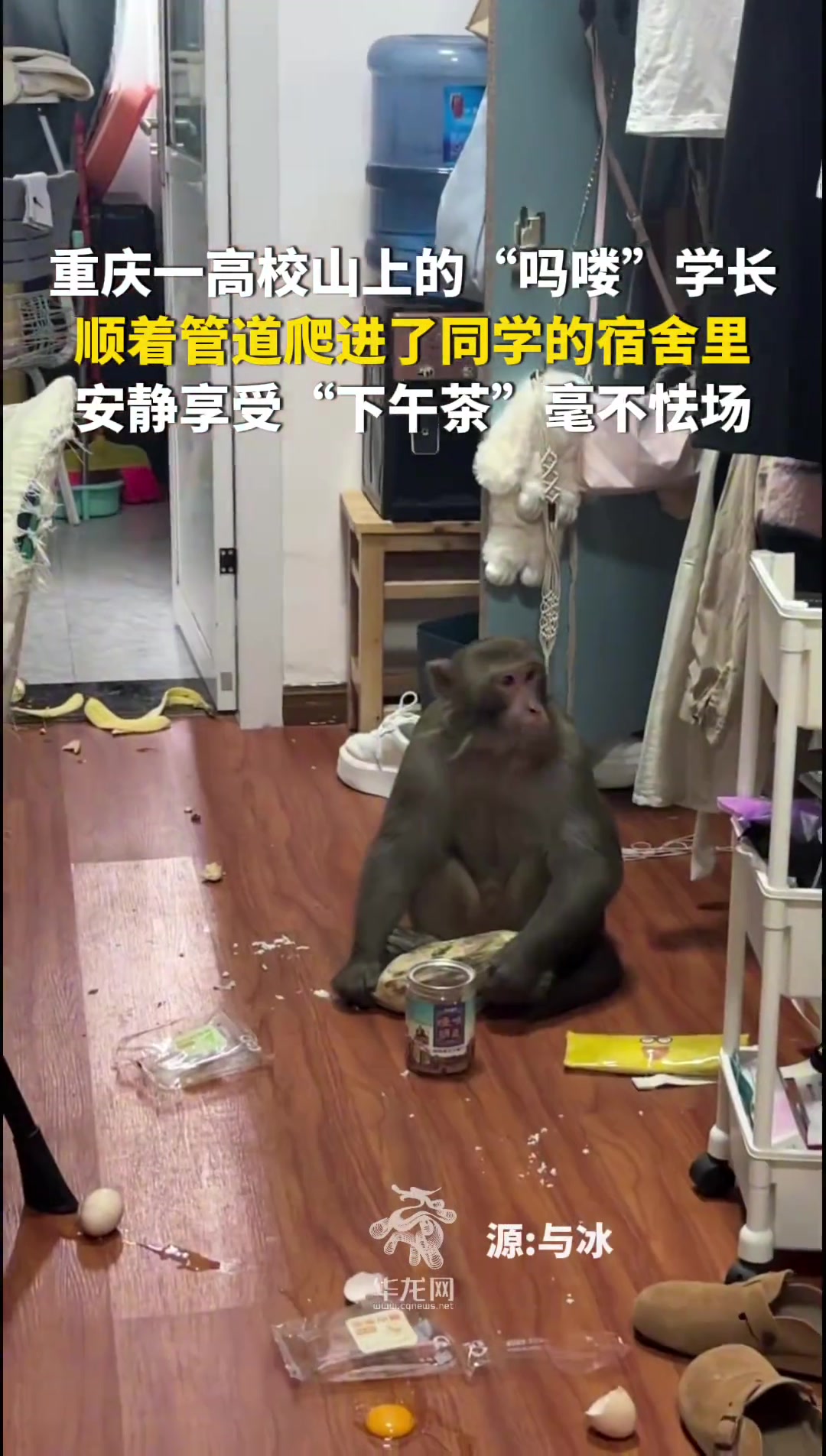 山上的“吗喽”学长顺着管道爬进同学宿舍里，安静享受“下午茶”