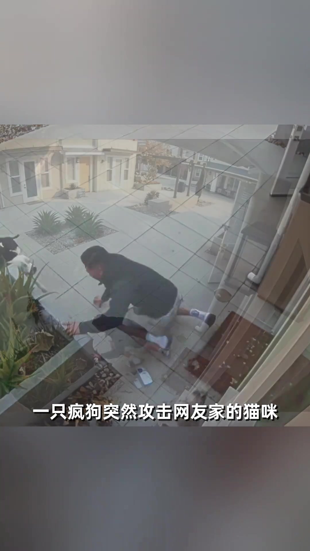 一只比特犬突然攻击网友家的猫咪，小哥发现后顽强阻挡