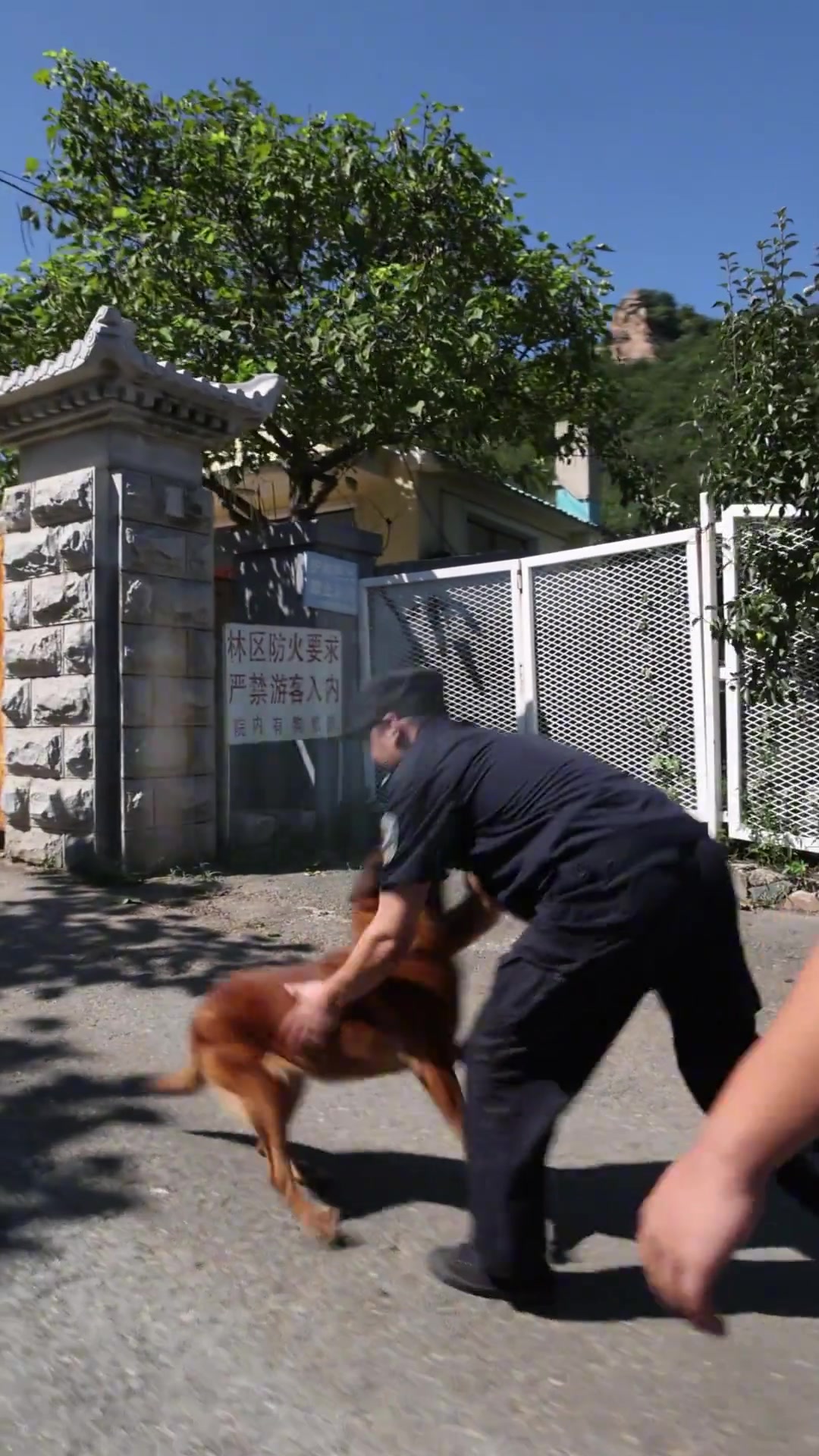 警犬退役一周年，训导员探望“无言”的战友！