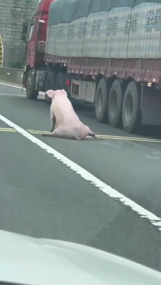 破案了！谁说猪不知道不能跳车的！二师兄“越狱”把自己摔惨了