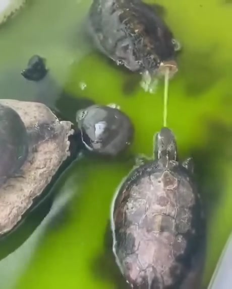 杰尼龟使用了水枪，效果显著！