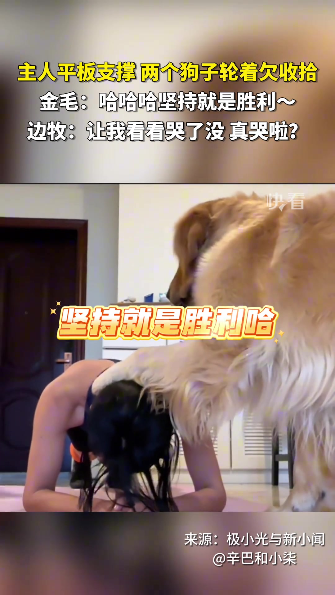 主人平板支撑两个狗子轮着欠收拾！