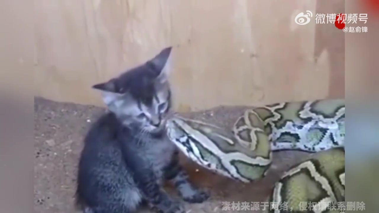 初生牛犊不怕虎！小猫被巨蟒盯上，完全意识不到危险！