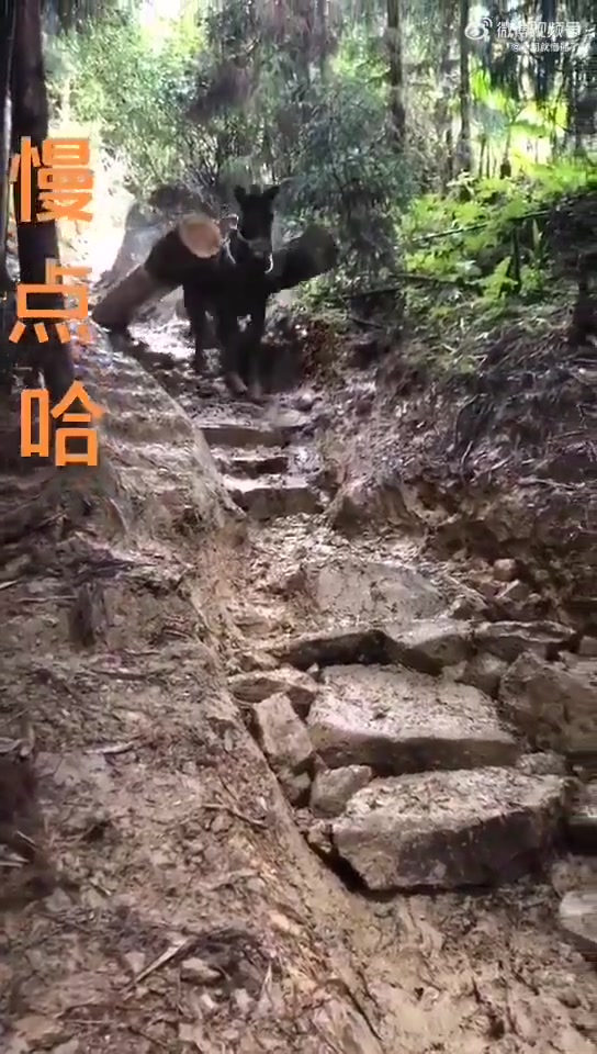 它承受了太多这个年纪不该承受的！！