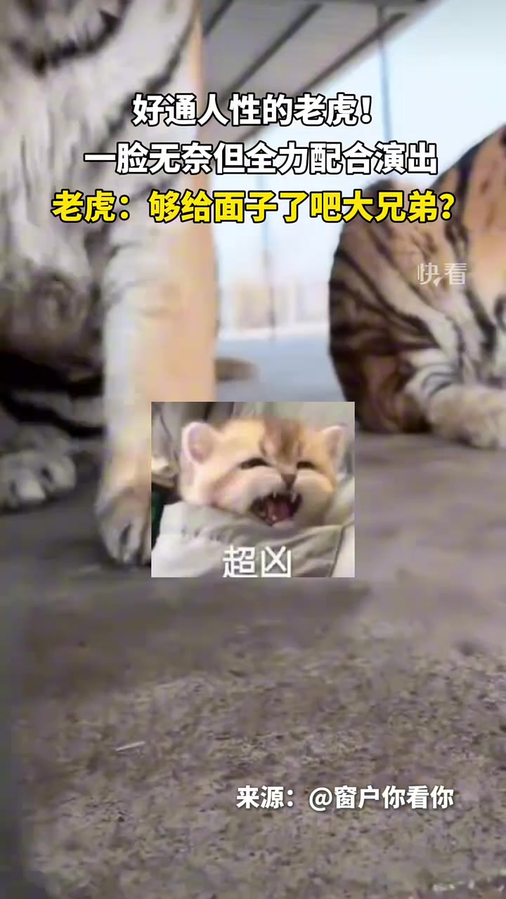 好通人性的老虎！一脸无奈但全力配合演出！