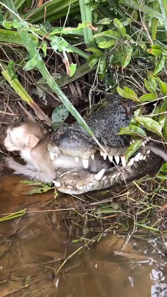 被鳄鱼咬住的猴子还在淡定吃东西