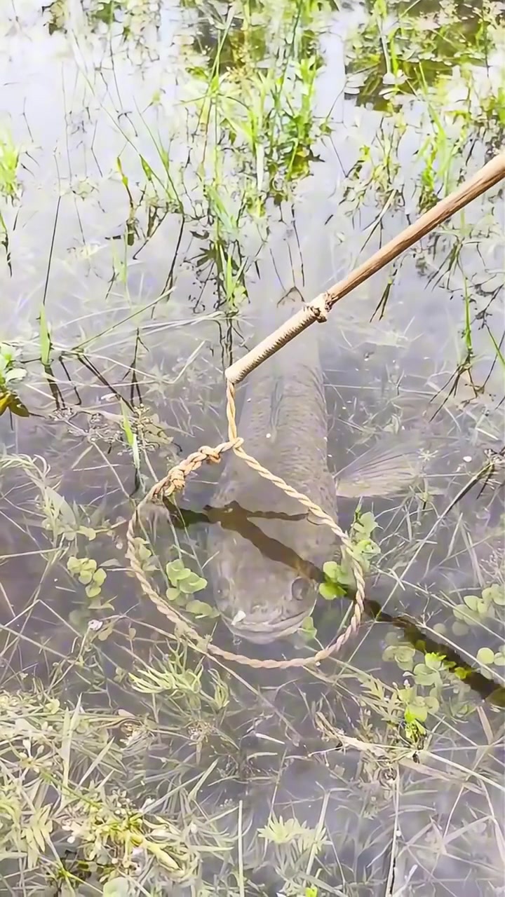 我感觉是这个鱼太笨了！！