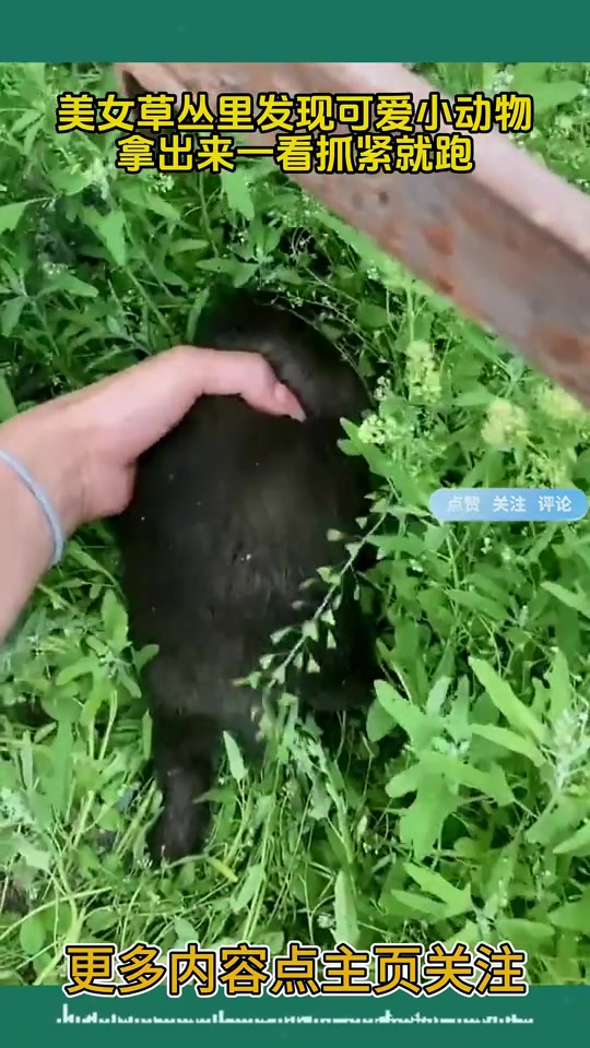 熊出没！！草从里发现可爱小动物，拿出来一看抓紧就跑！！