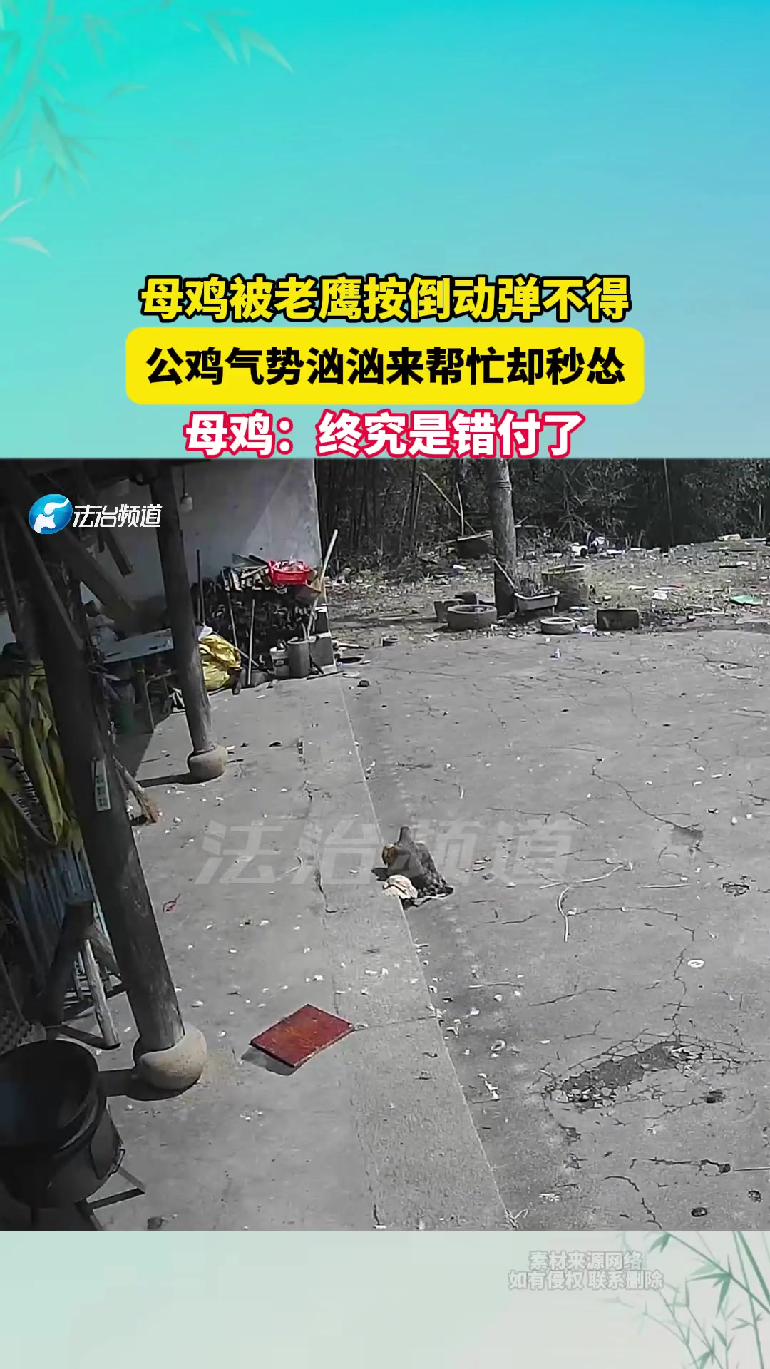 母鸡被老鹰按倒动弹不得，公鸡气势汹汹来帮忙却秒怂