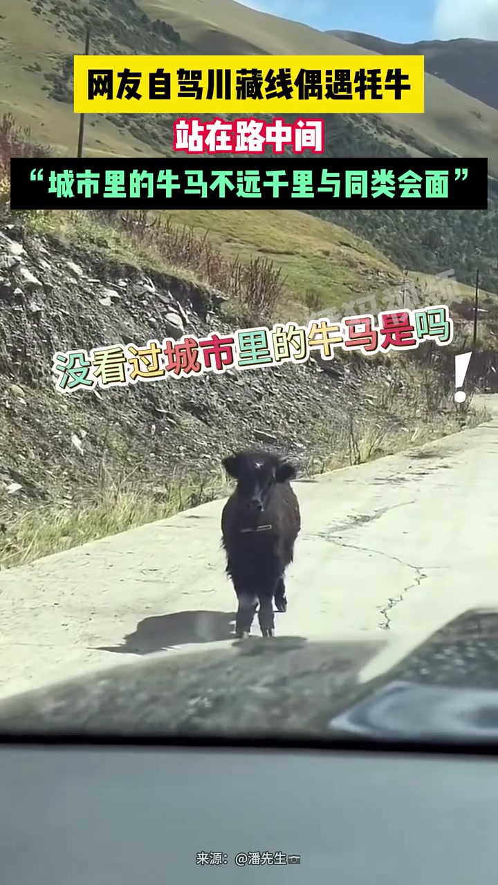 网友自驾川藏线偶遇牦牛，站在路中间：没见过城市的牛马吗
