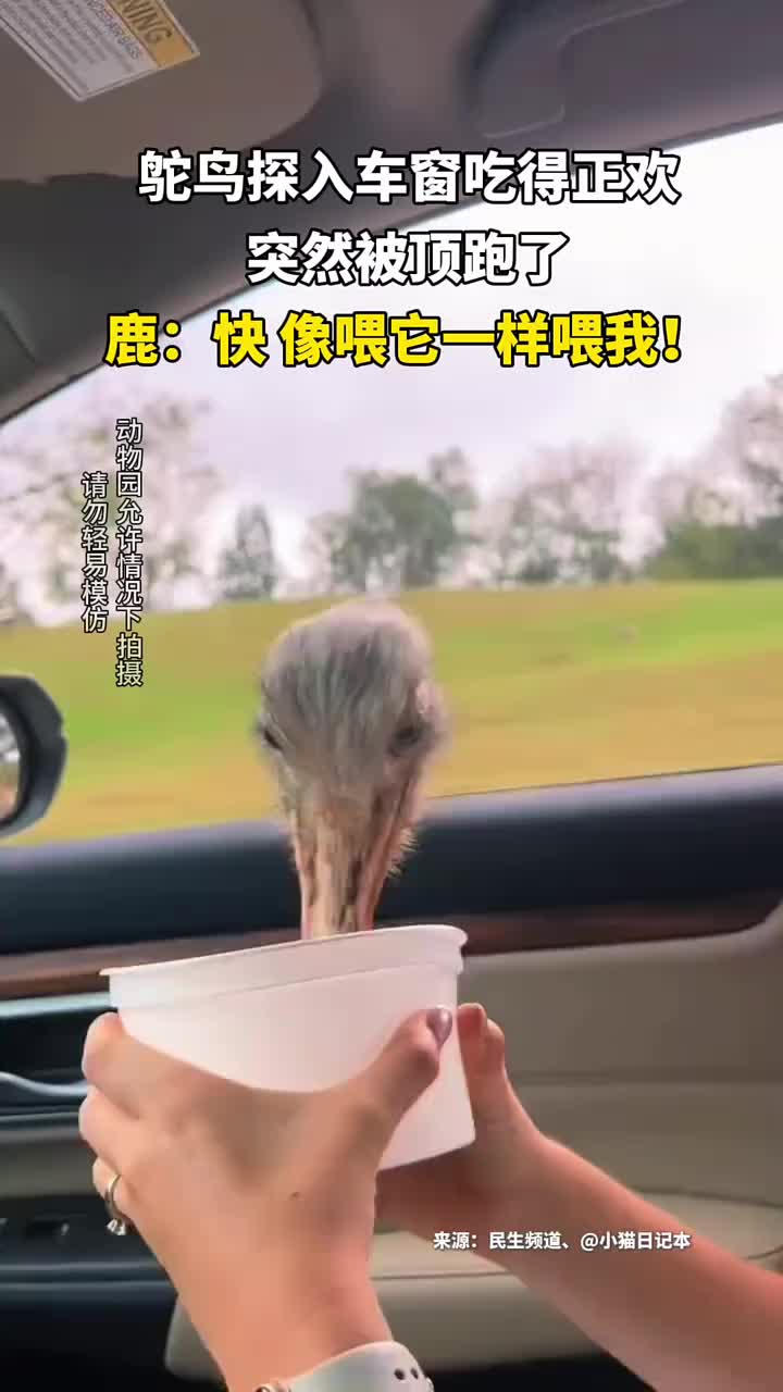 鸵鸟探入车窗吃得正欢，突然被顶跑了，鹿：快喂我！