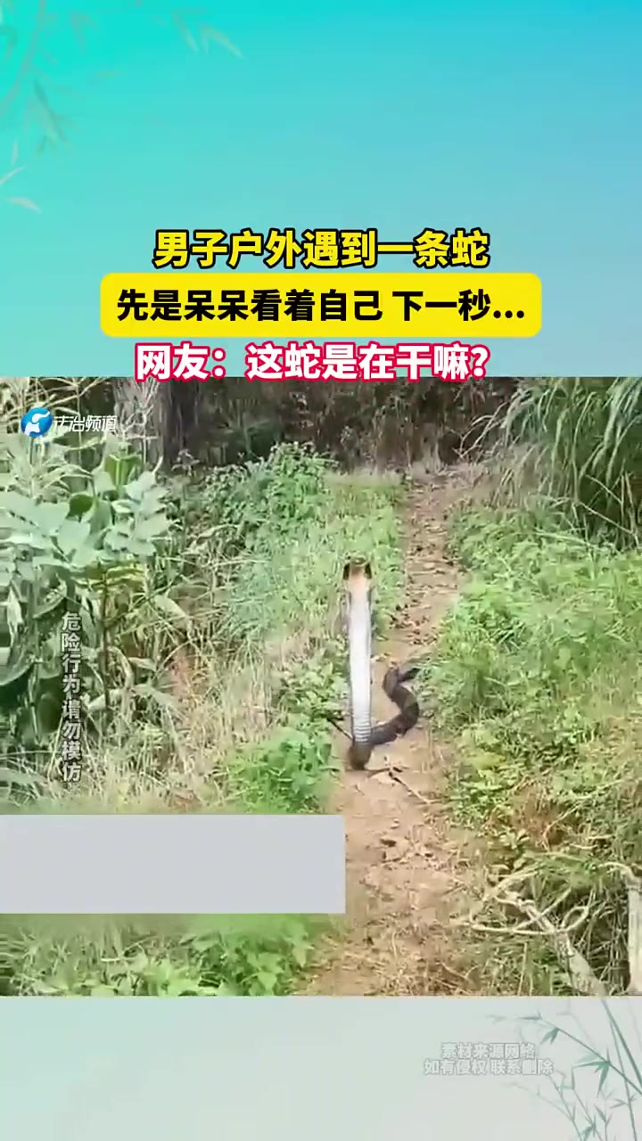 男子户外遇到一条蛇先是呆呆看着自己下一秒