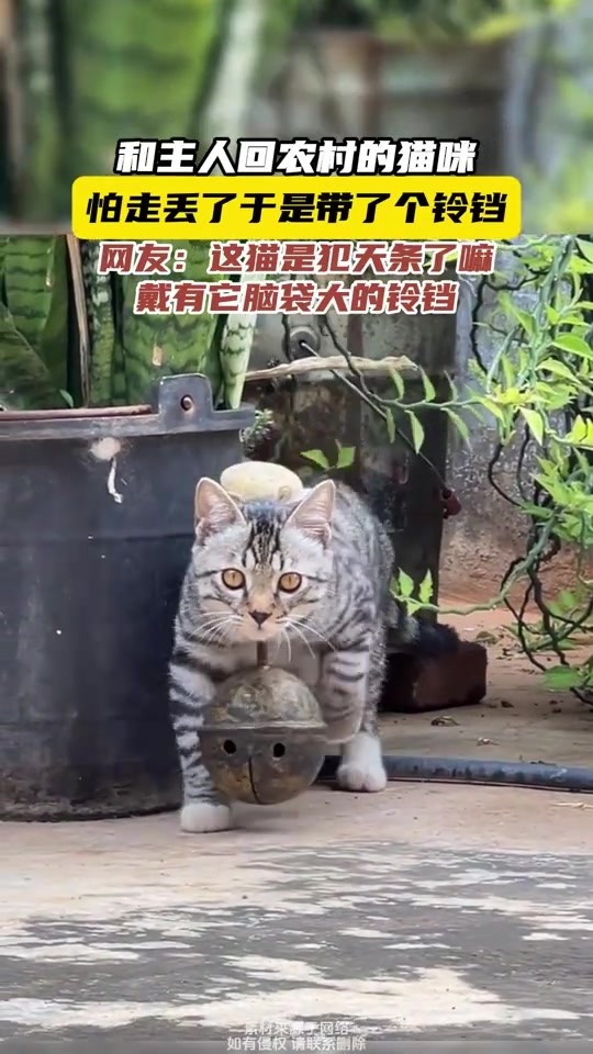 和主人回农村的猫咪，怕走丢了于是带了个铃铛