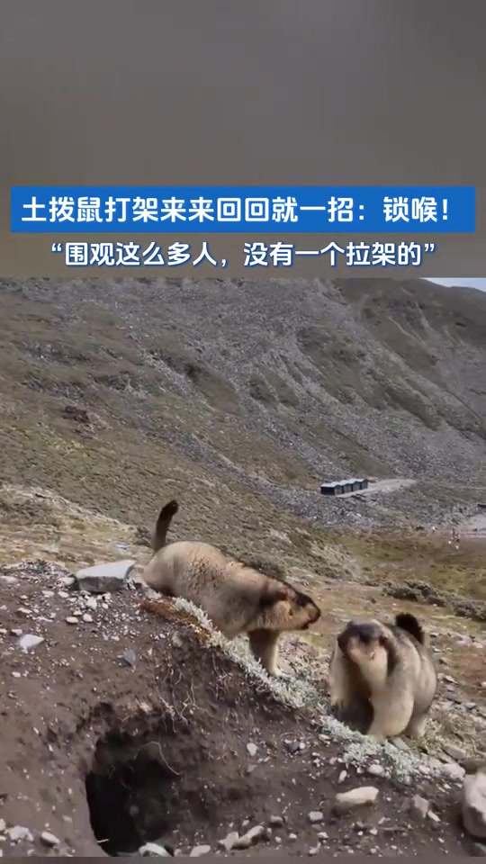 土拨鼠打架来来回回就一招：锁喉！