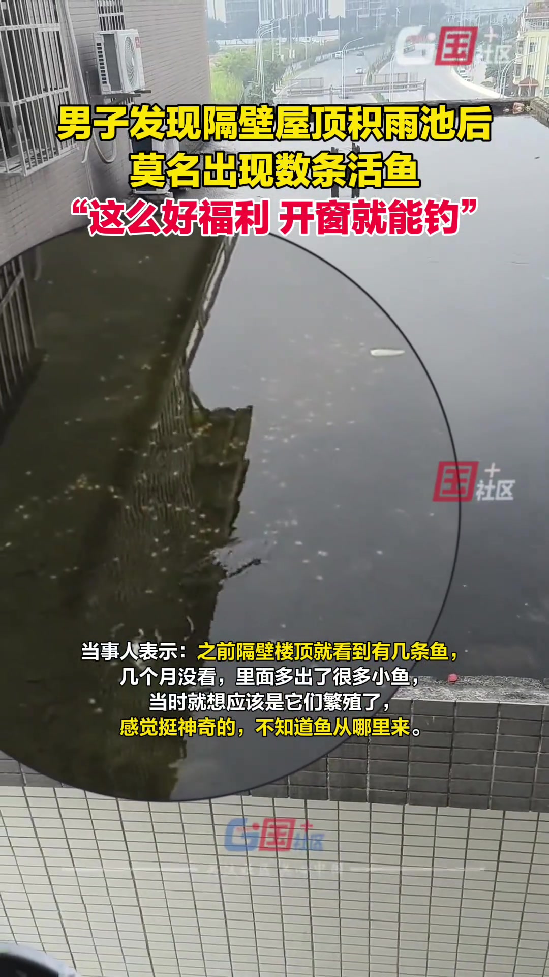 男子发现隔壁屋顶积雨池后，莫名出现数条活鱼