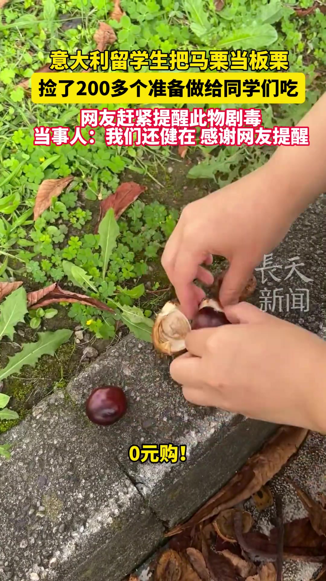 马栗还是板栗网友这可不兴吃啊