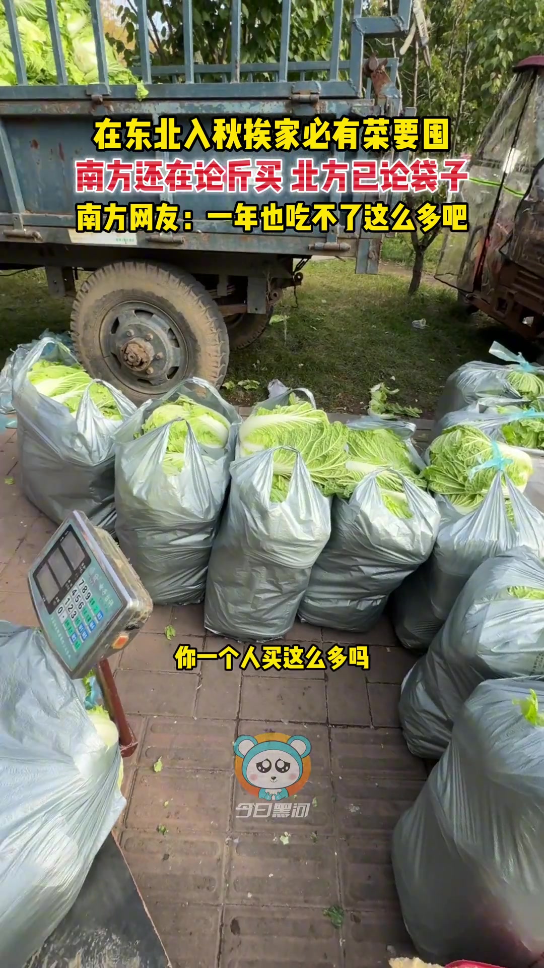 在东北，入秋挨家必有菜要囤！南方还在论斤买，北方已论袋子！