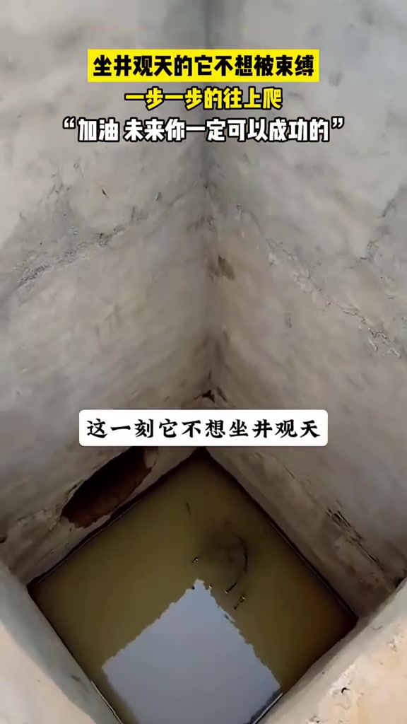 它一步一步的往上爬的样子，已经超越很多青蛙和蟾蜍了