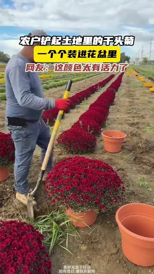 农户铲起地里的千头菊，一个个装进花盆里