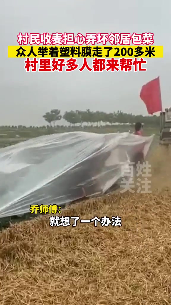 质朴善良！村民收麦担心弄坏邻居包菜,众人举着塑料膜走了200多米