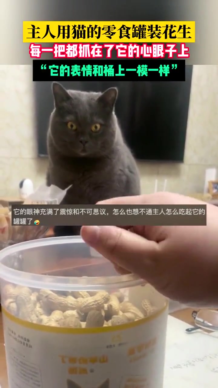 主人用猫的零食罐装花生每一把都抓在了它的心眼子上