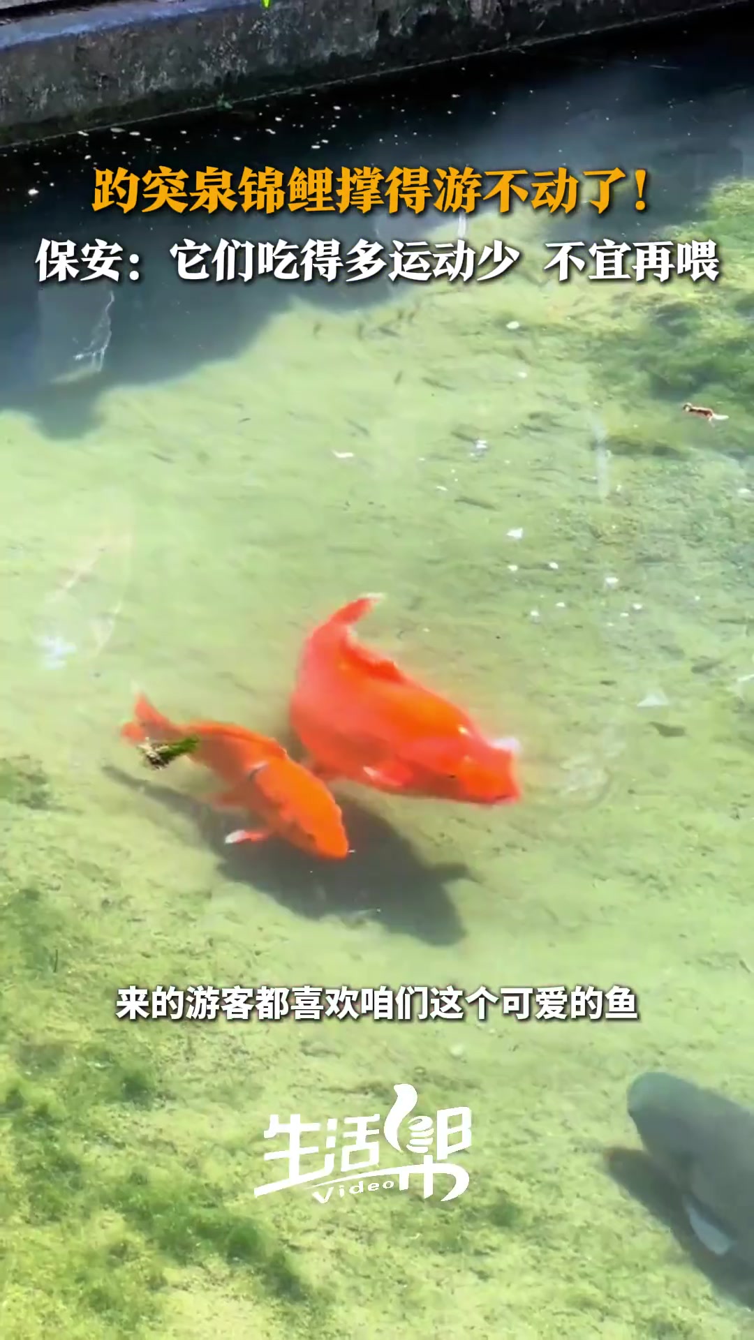“十一”假期趵突泉游客人数上涨锦鲤们都撑到游不动了