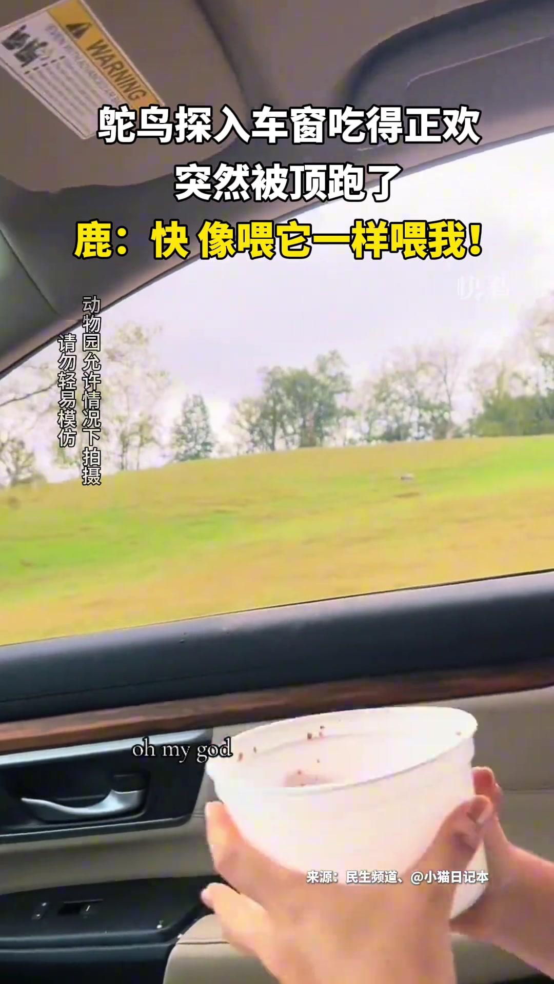 鸵鸟探入车窗吃得正欢突然被顶跑了原来是