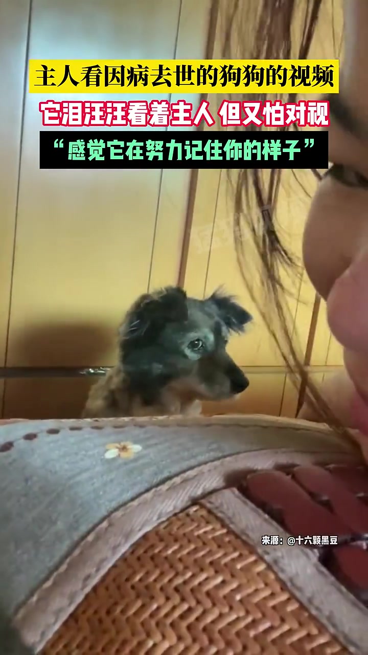 主人看因病去世的狗狗的视频，发现它一直深情注视着自己