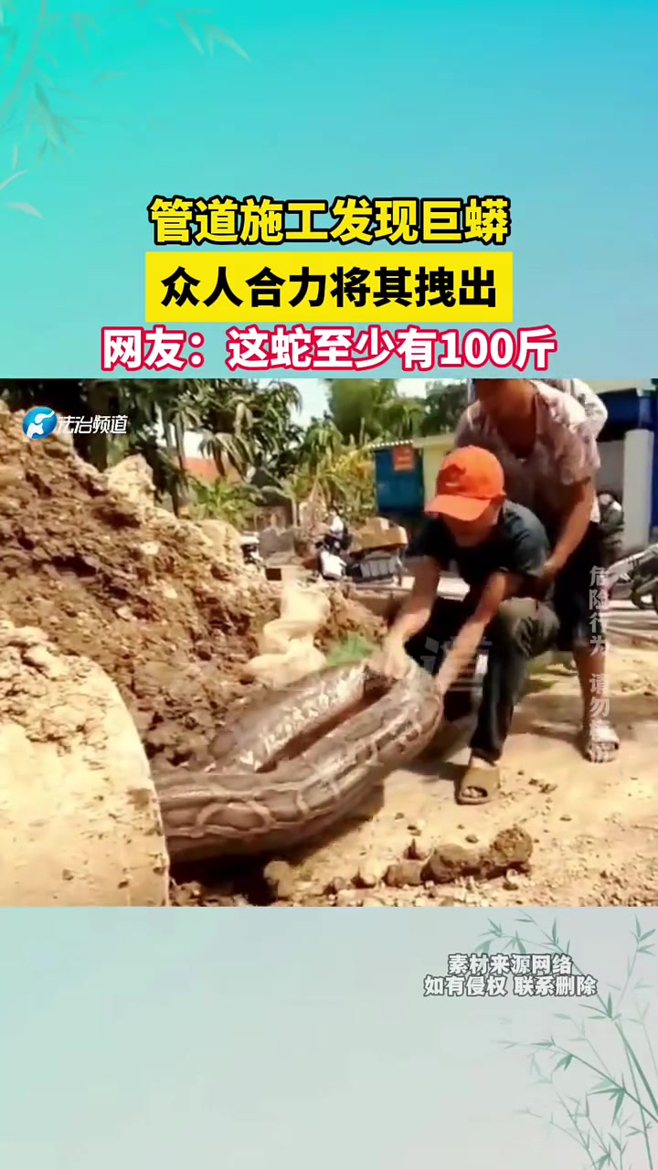 管道施工发现巨蟒，众人合力将其拽出！！！