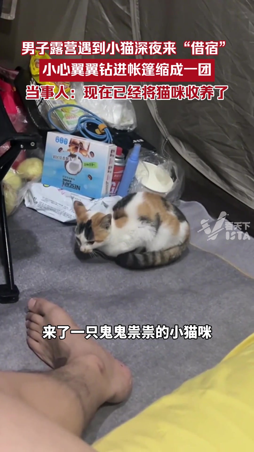 男子露营遇到小猫深夜来“借宿”小心翼翼钻进帐篷缩成一团