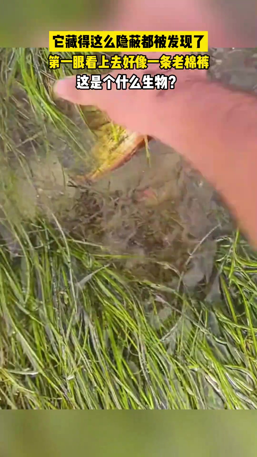 这是什么生物怎么那么像我奶奶的老棉裤