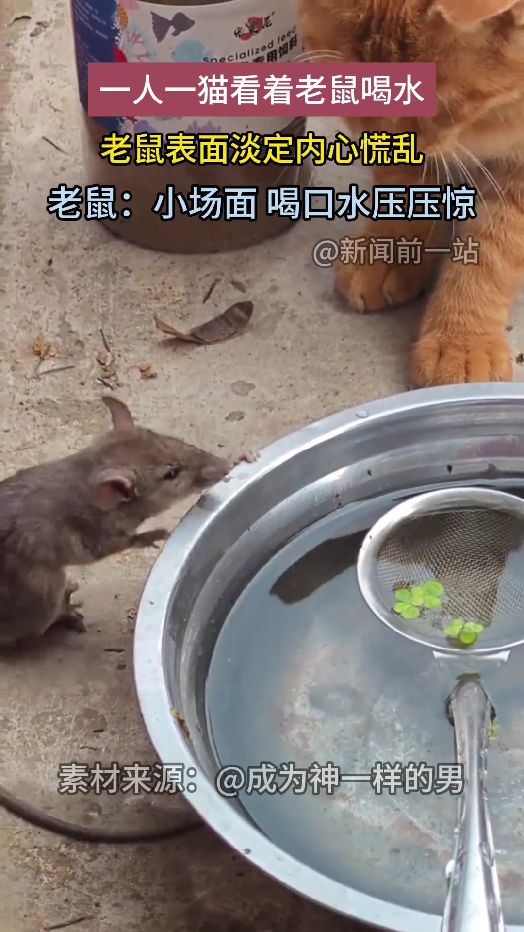 一人一猫看着老鼠喝水，老鼠表面淡定内心慌乱
