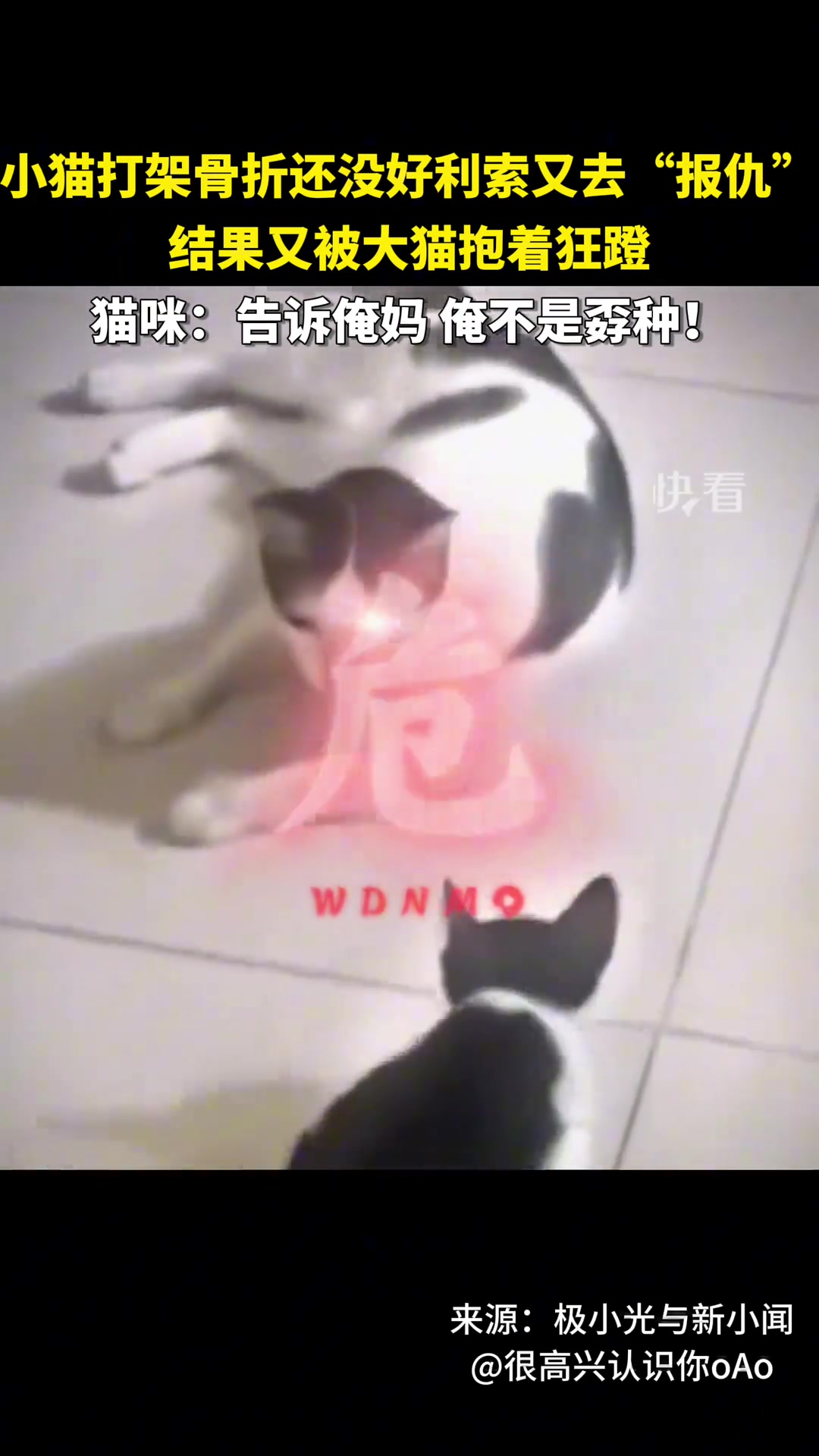 小猫打架骨折还没好利索又去“报仇”结果又被大猫抱着狂蹬