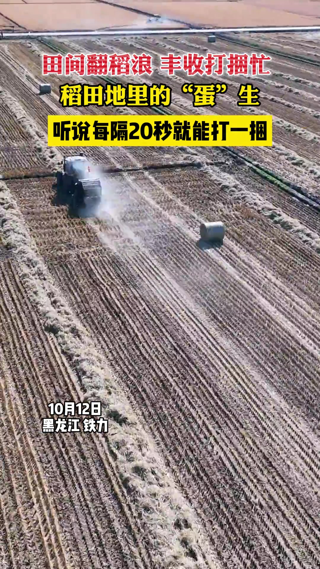 稻田里翻稻浪，丰收打困忙，稻田地里的“蛋”生