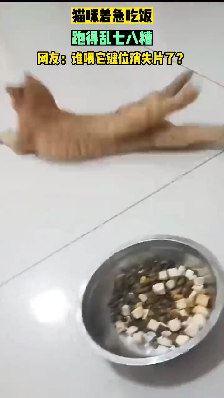 小猫着急吃饭，跑的乱七八糟，网友谁喂它键位消失片了