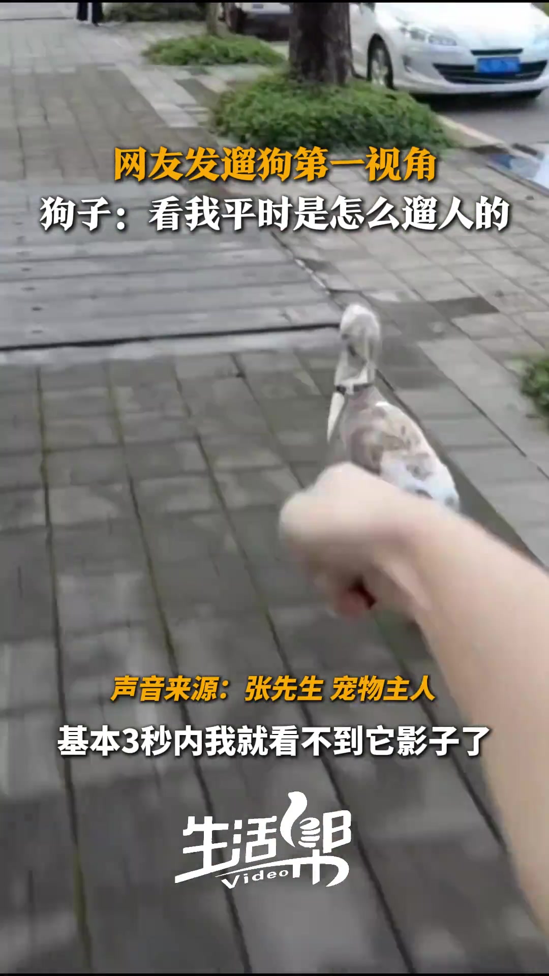 广东深圳，网友发遛狗第一视角，被大家调侃“这是狗溜人”