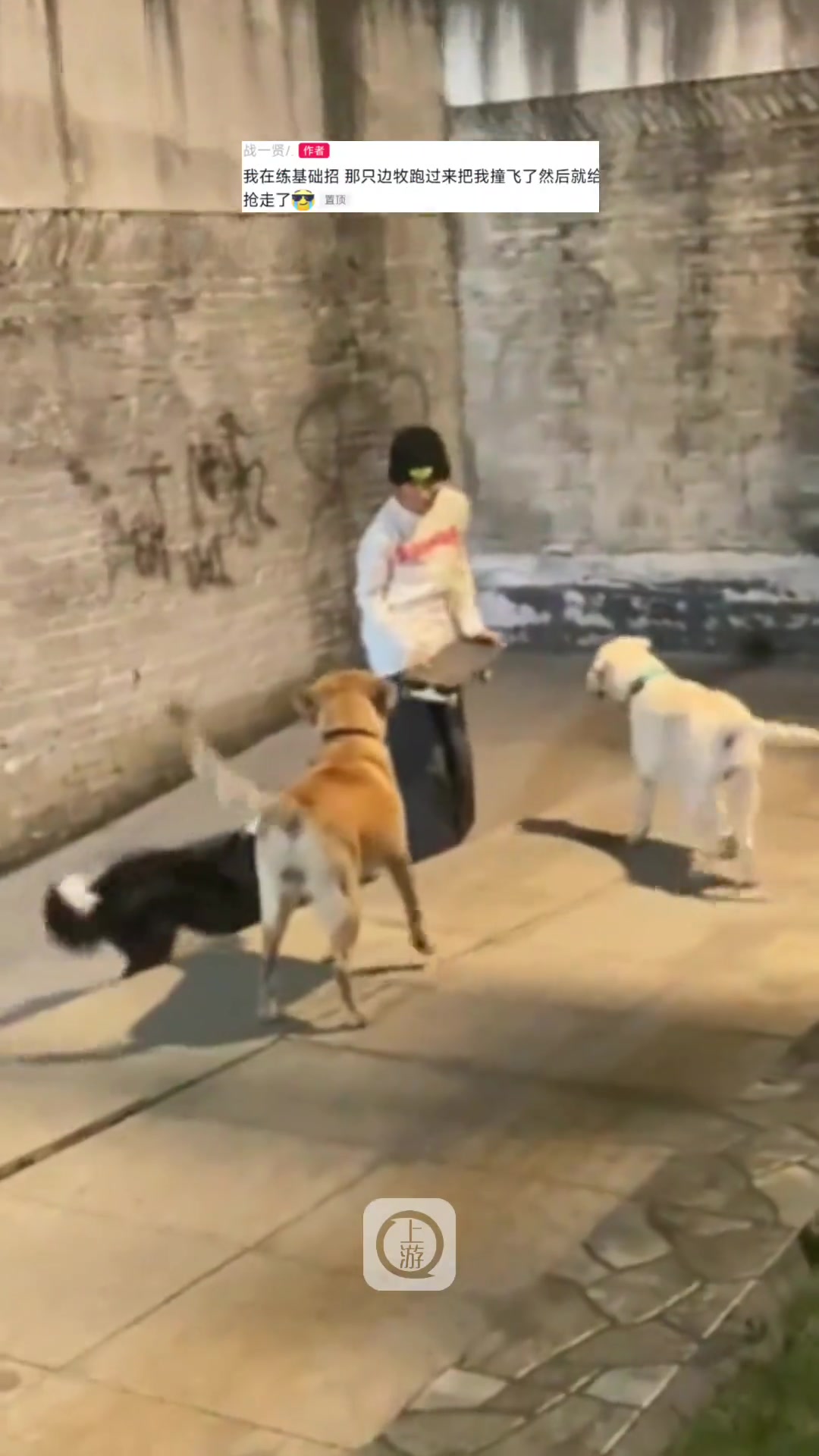 男生的滑板被狗抢走三只狗玩得不亦乐乎