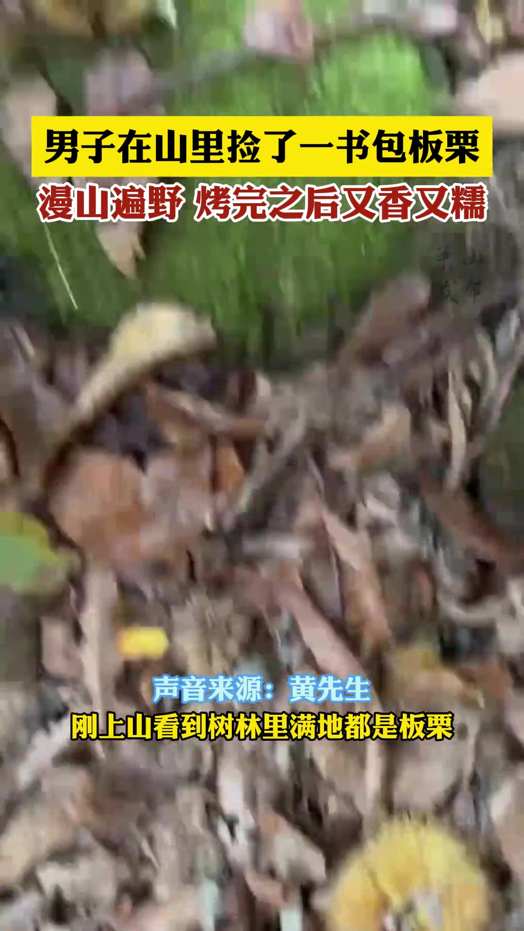 男子在山里捡了一书包板栗，漫山遍野烤完之后又香又糯