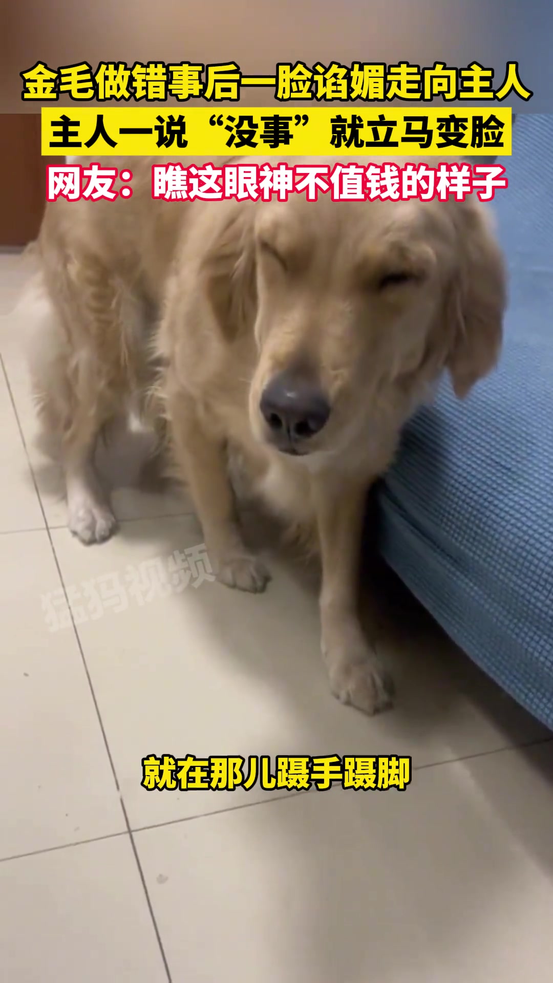 金毛做错事后一脸谄媚走向主人，主人一说“没事”就立马变脸