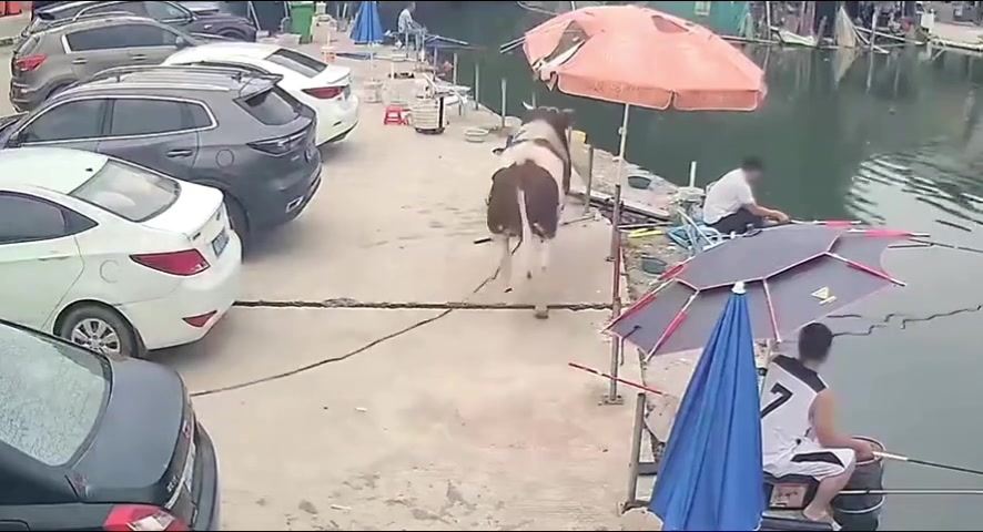 现在打窝成本这么高了吗