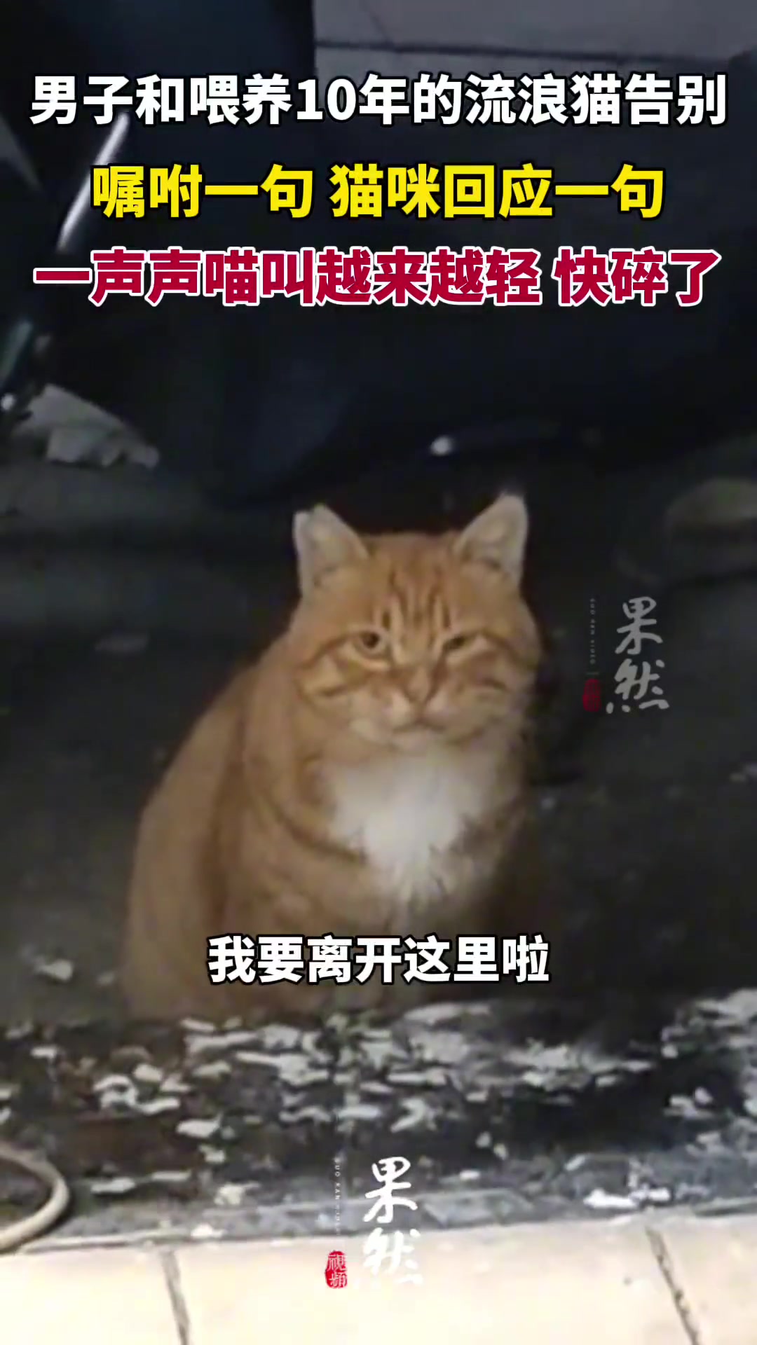 男子和喂养10年的流浪猫告别，嘱咐一句猫咪回应一句