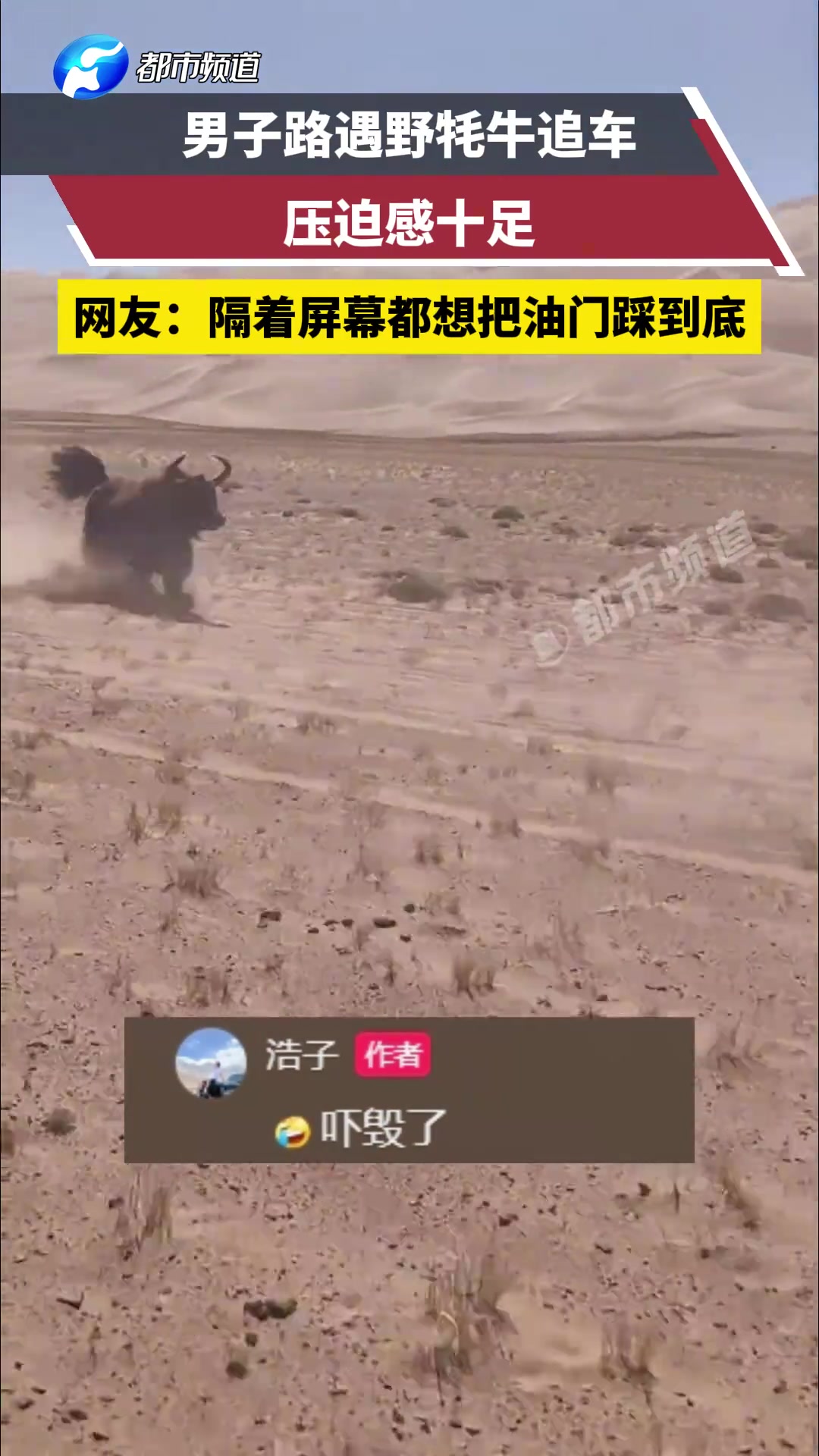 男子路遇野牦牛追车压迫感十足隔着屏幕都想把油门踩到底