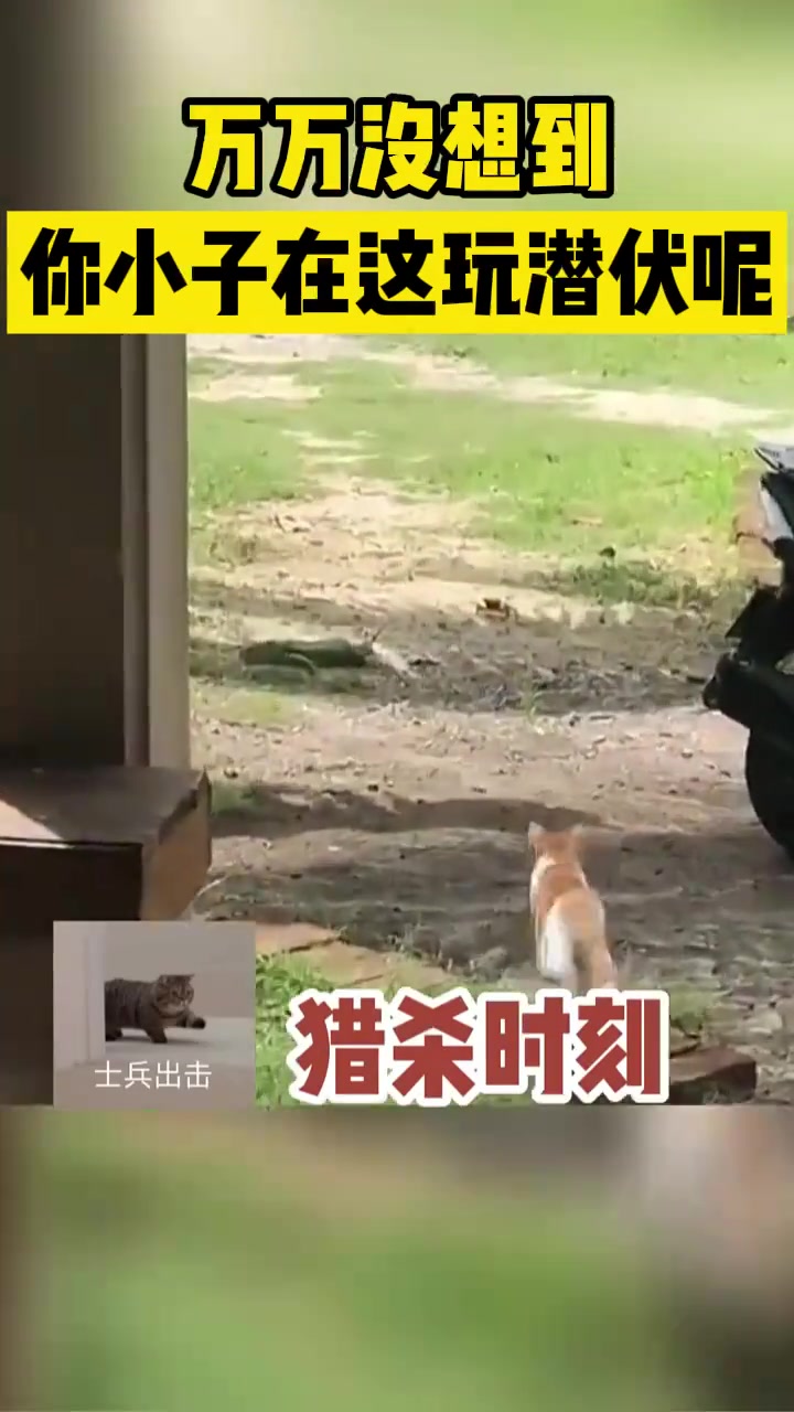 万万没想到你小子在这玩潜伏呢